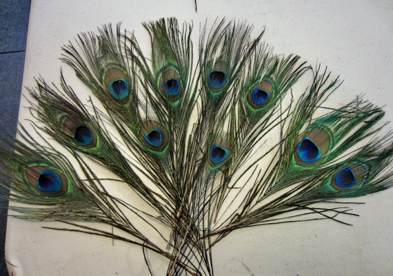 Feathers Peacock Jewelry Hair Extension 3-6/" Blue-Green Natural
