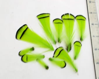 LIme Green Feathers Lady Amherst pheasant tippets Feathers for facinators earrings hair fly tying crafts 10 pk LATD-01