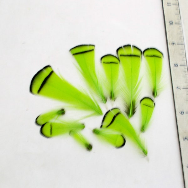 LIme Green Feathers Lady Amherst pheasant tippets Feathers for facinators earrings hair fly tying crafts 10 pk LATD-01