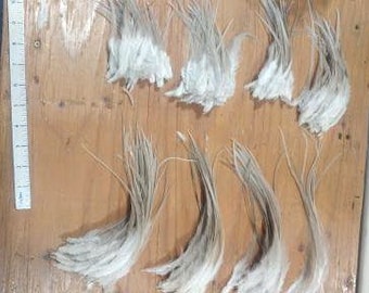 24 Grey Gray thick rooster saddle hackles   3 to 8 inches blue dun fly tying crafts