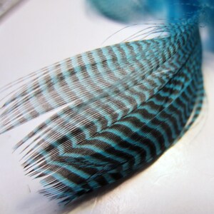 Mallard Flank Teal blue craft feathers fly tying fascinators and more