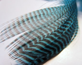 Mallard Flank Teal blue craft feathers fly tying fascinators and more