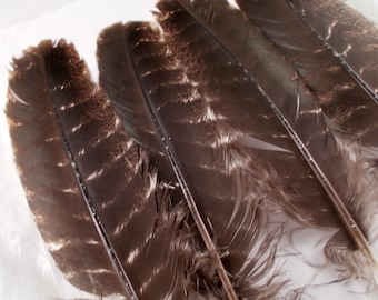 4 mottled eagle tail feathers natural  smudge feathers fly tying turkey