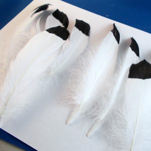 Hand Painted Black Tip Turkey Feathers: Fly Tying, Smudging