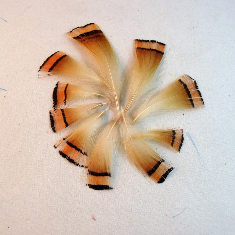 Golden Pheasant Tippet Feathers natural 10pk craft feathers fly tying feathers