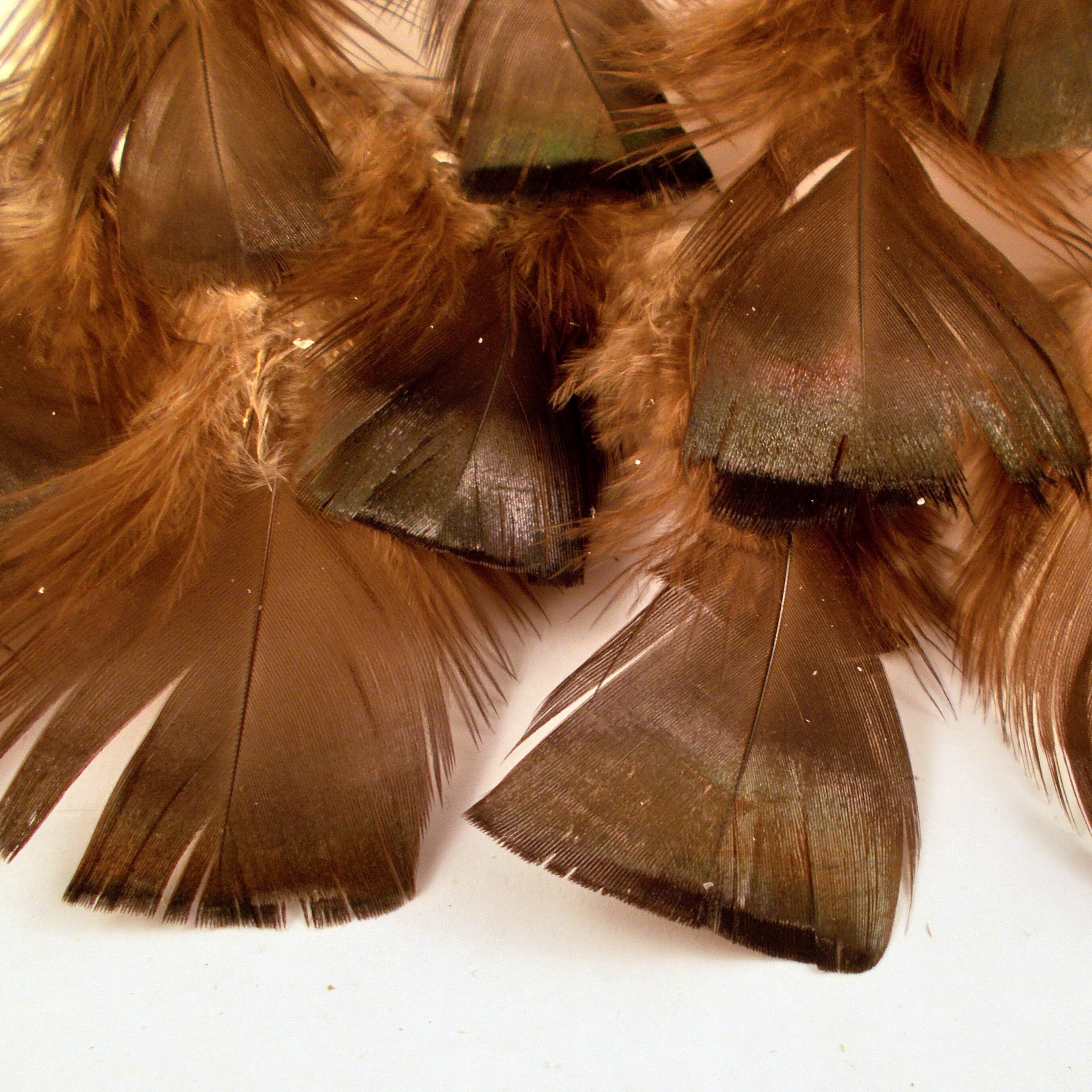 12 Bronze turkey tail feathers natural smudge feathers fan Etsy
