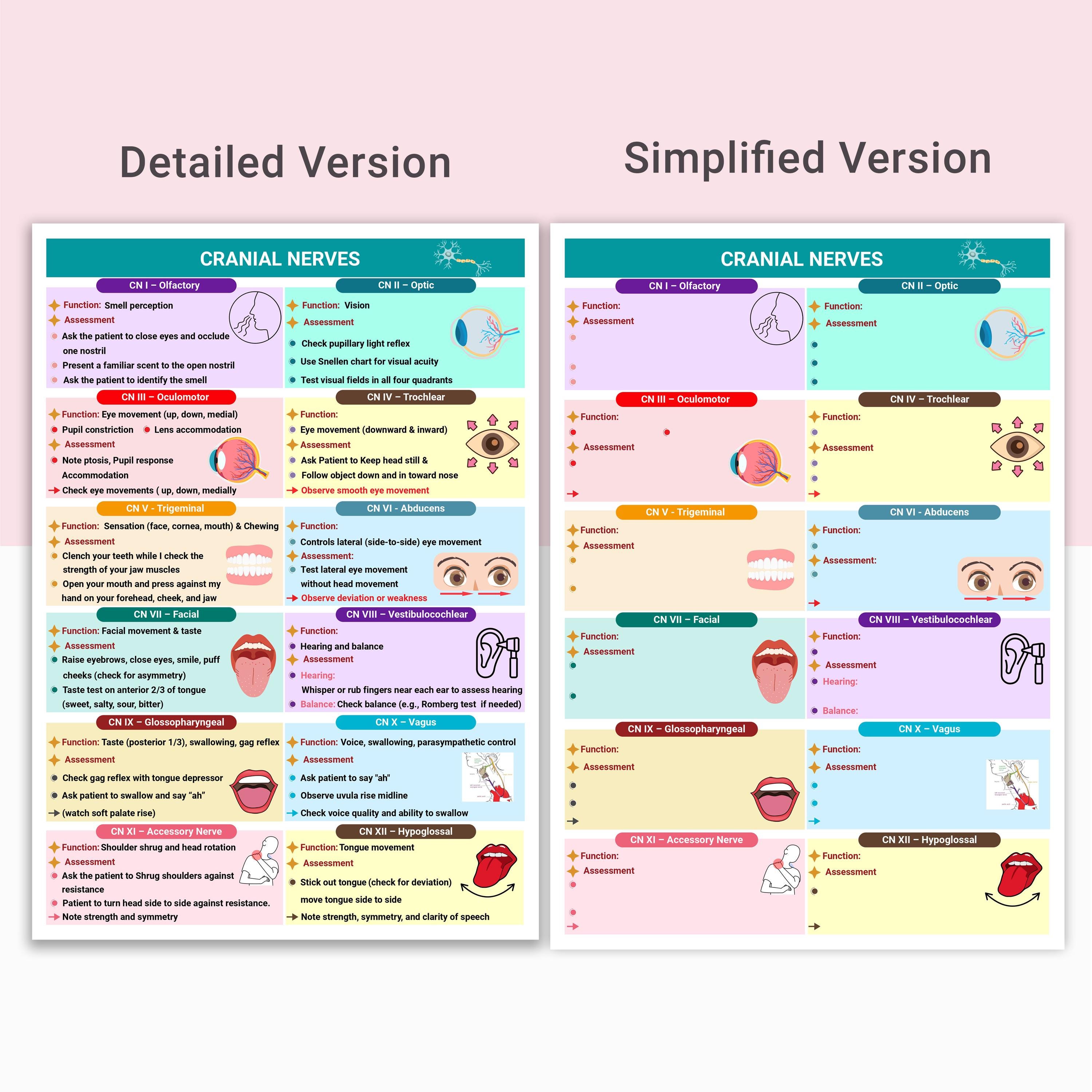 Cranial Nerves Assessment: Nursing Cheat Sheet With Mnemonics ...