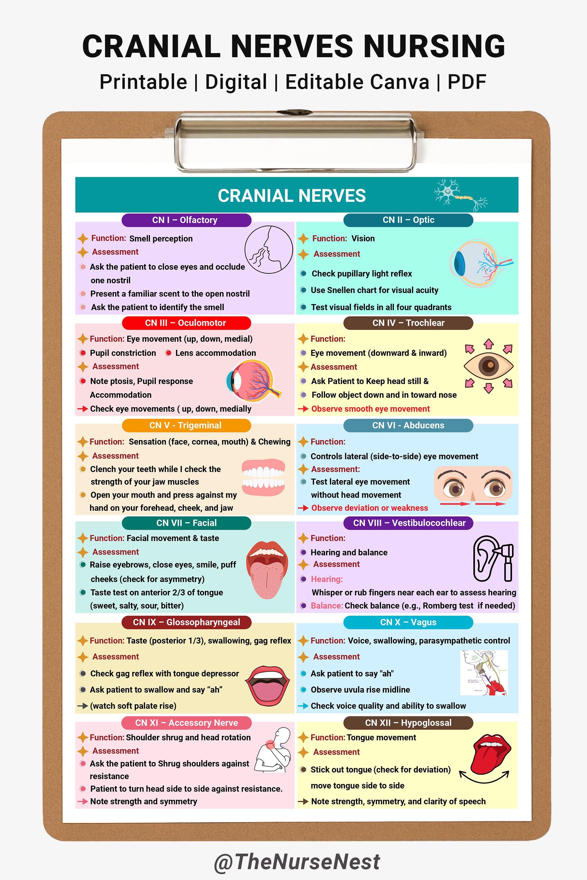 Cranial Nerves Assessment: Nursing Cheat Sheet With Mnemonics ...