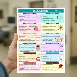 Cranial Nerves Assessment: Nursing Cheat Sheet With Mnemonics ...