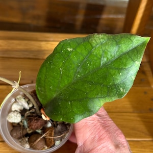 Hoya RP-017 Sabah type | Exact Plant |Rare Rooted Cutting | Collector’s Hoya | Bold Veiny Foliage | Tropical Houseplant