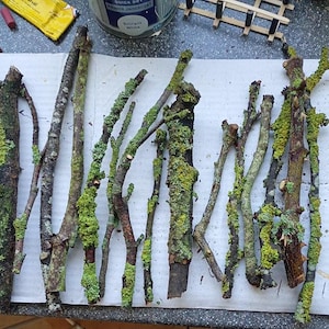 May include: An assortment of twigs and branches, some covered in green moss. The twigs are brown and tan, with patches of bright green moss. The arrangement is on a white surface, with art supplies visible in the background.