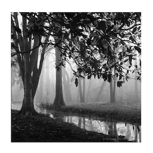 black and white tree photography, landscape photography, black and white tree print, trees in fog, tree print black and white