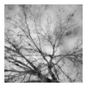 abstract black and white photography, black and white nature, tree photography, fine art photography