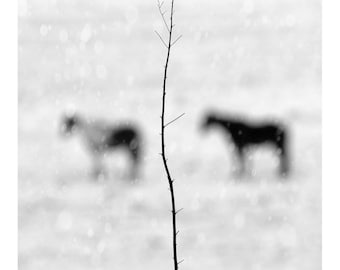 fotografía de caballos, blanco y negro, arte de granja, huella de caballo, minimalista en blanco y negro, fotografía, bellas artes