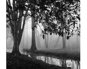 black and white tree photography, landscape photography, black and white tree print, trees in fog, tree print black and white