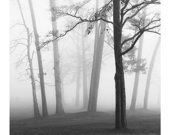black and white tree photography, tree print, black and white landscape photography, black and white landscape