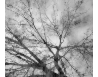 abstract black and white photography, black and white nature, tree photography, fine art photography, tree