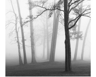 fotografía de árboles en blanco y negro, impresión de árboles, fotografía de paisajes en blanco y negro, paisaje en blanco y negro