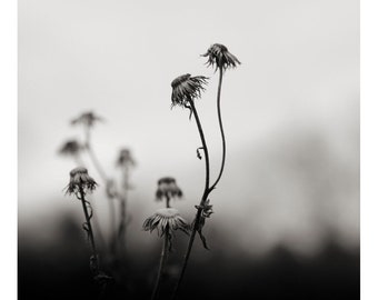 black and white photography, botanical, print, nature, dark and moody photography, rustic art