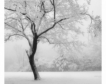 tree photography print, winter photography, black and white photography, winter landscape, winter tree print, black and white landscape