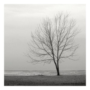 tree photography, winter tree, lake house art, neutral art, photography print, lone tree, minimalist photography, wall art