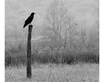 Lone Crow Black and White Photography, Appalachian Art Print