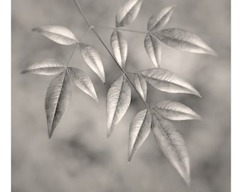 botanical photography, Zen photography, nature photography, sepia nature prints, spa art, leaf art, large botanical print