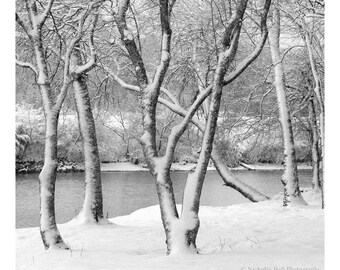 black and white tree print, landscape photography, snow photography, trees in snow, square tree print, black and white landscape