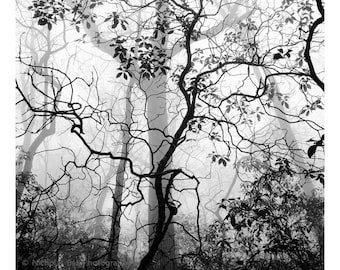 fotografía en blanco y negro, impresión de fotografía de árboles, impresión de árboles en blanco y negro, fotografía de paisajes, impresión de bosques, fotografía forestal