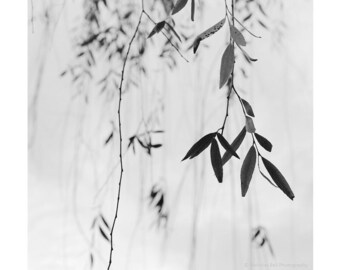 black and white nature, botanical photography, minimalist nature, photography, spa art, Zen photography, willow leaves, minimal art