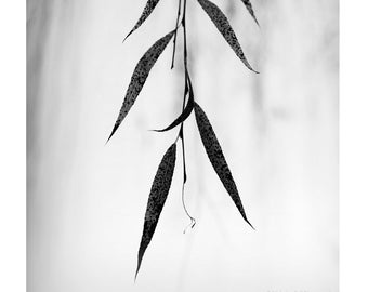 Minimalist Willow Leaves Photography: Black and White Botanical Art Print