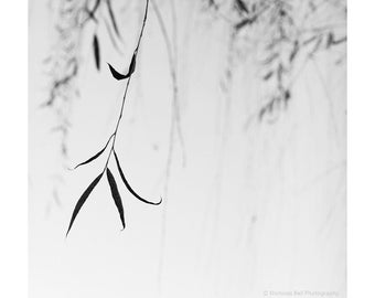 minimalist nature photography, minimalist black and white, willow leaves, spa art, minimal art