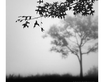 fotografía de árboles en blanco y negro, paisaje minimalista, impresión de árboles,