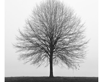fotografía en blanco y negro, impresión de fotografía de árboles, fotografía de invierno, fotografía de paisajes, árbol solitario, fotografía de árboles minimalista