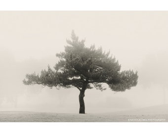 tree photography, minimalist landscape, trees, photography, trees in fog, fog photography, sepia photography, landscape photography, minimal