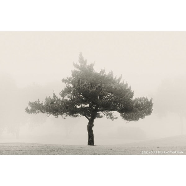 tree photography, minimalist landscape, trees, photography, trees in fog, fog photography, sepia photography, landscape photography, minimal