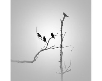 Fotografía en blanco y negro, pájaros negros, fotografía minimalista, arte minimalista, fotografía de aves, fotografía, minimalismo, gris