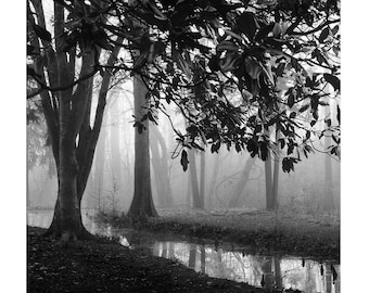 black and white tree photography, landscape photography, black and white tree print, trees in fog, tree print black and white