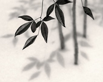 tree photography, minimalist nature, winter tree, black and white tree, print, Zen photography
