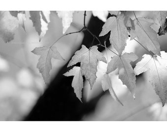 Black and white photography, maple leaves print, black and white nature print, tree photography, trees, leaves, botanical, maple leaves