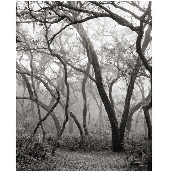 tree photography, sepia landscape print, photography, sepia tree print, forest prints, southern landscape, Florida Woodland