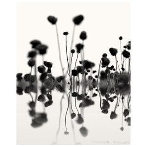 abstract photography, black and white photography, abstract black and white, botanical print, large abstract print
