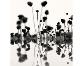 abstract photography, black and white photography, abstract black and white, botanical print, large abstract print