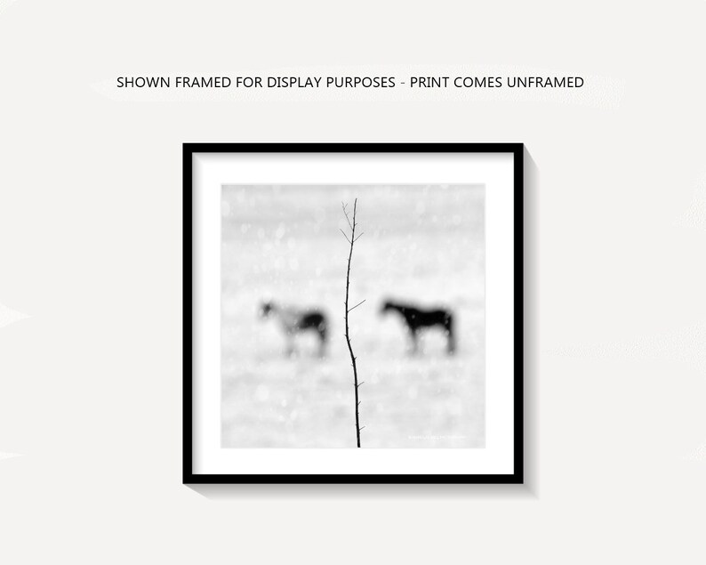 Puede incluir: Fotograf&iacute;a en blanco y negro de dos caballos en un campo nevado con una rama de &aacute;rbol desnuda en primer plano. Los caballos est&aacute;n desenfocados y la nieve est&aacute; cayendo.