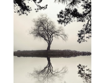tree photography, landscape, willow tree, lake house art, print, foggy, nature