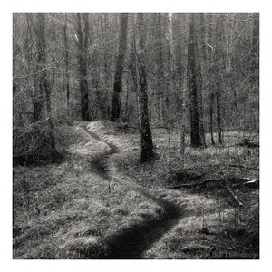 black and white landscape, photography, forest photography, woodland, path