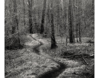 black and white landscape, photography, forest photography, woodland, path