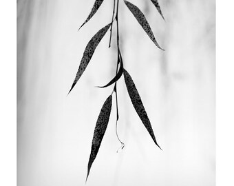 minimalist photography, black and white botanical photography, spa art, Zen photography, willow leaves, minimalist black and white