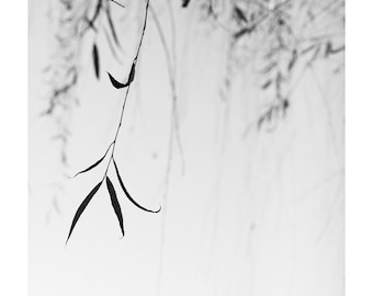 minimalist nature photography, minimalist black and white, willow leaves, spa art, minimal art