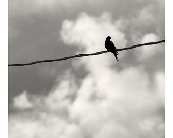 dove photography, bird photography, black and white bird, lone dove, bird on a wire, fine art photography